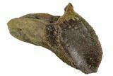 Partially Rooted Triceratops Tooth - North Dakota #128500-2